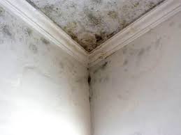 Why You Should Choose Our Mold Remediation Services in Southaven, MS