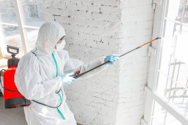 Best Mold Damage Restoration  in Southaven, MS